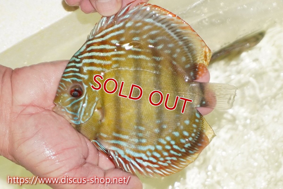 画像3: 【水槽整理のため完全在庫処分　2匹以上ご購入で合計金額から50％OFF】【ワイルドディスカス】【通販】【伝説の産地　7年ぶり？の入荷】ラーゴクルムクリブライトブルー【個体販売】14-16cm（生体）クルムクリ産 (3)