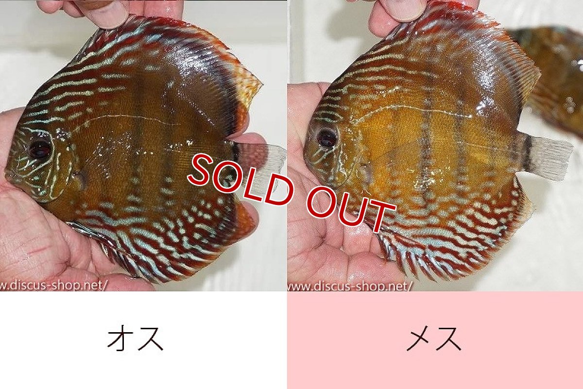 画像1: 【ワイルドディスカス】【通販】ラーゴクルムクリブライトブルー【個体ペア販売】15-16cm（生体）クルムクリ産 (1)