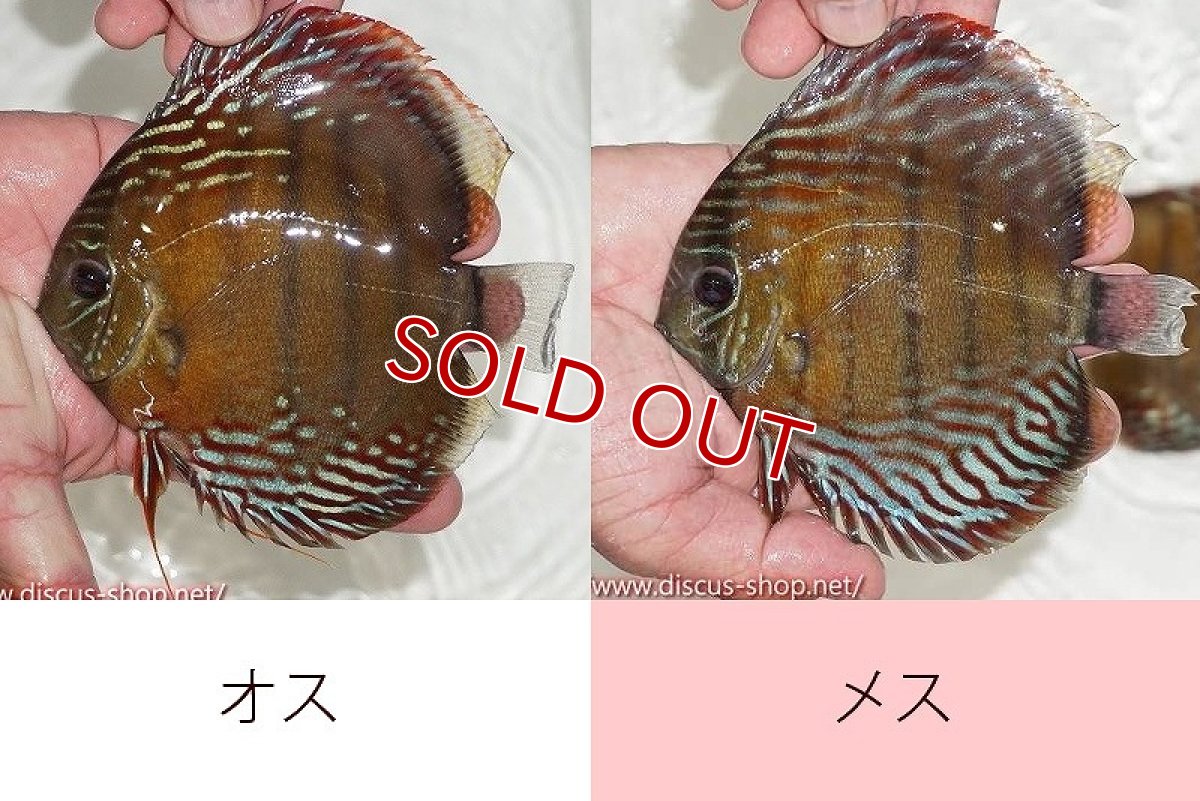 画像1: 【ワイルドディスカス】【通販】ラーゴクルムクリブライトブルー【個体ペア販売】15-16cm（生体）クルムクリ産 (1)
