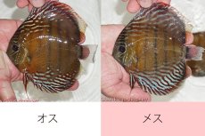 画像1: 【ワイルドディスカス】【通販】ラーゴクルムクリブライトブルー【個体ペア販売】15-16cm（生体）クルムクリ産 (1)