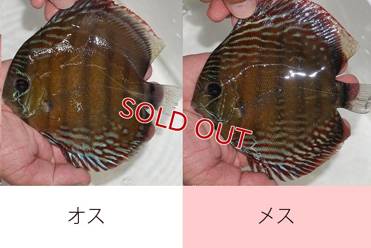 画像1: 【水槽整理のため完全在庫処分　激安50％OFFペア】【ワイルドディスカス】【通販】ラーゴクルムクリブライトブルー（♀金目）【個体ペア販売】15-16cm（生体）クルムクリ産 (1)