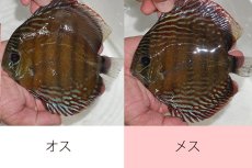 画像1: 【ワイルドディスカス】【通販】ラーゴクルムクリブライトブルー（♀金目）【個体ペア販売】15-16cm（生体）クルムクリ産 (1)