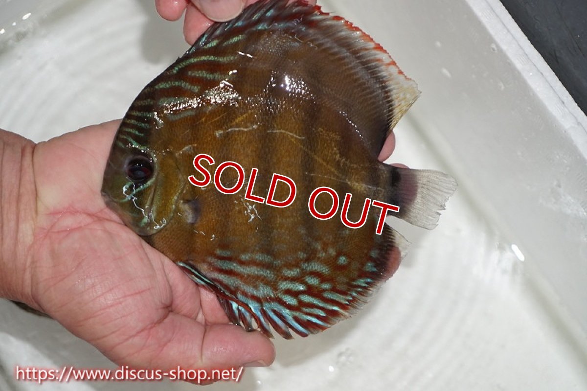 画像3: 【水槽整理のため完全在庫処分　激安50％OFFペア】【ワイルドディスカス】【通販】ラーゴクルムクリブライトブルー（♀金目）【個体ペア販売】15-16cm（生体）クルムクリ産 (3)