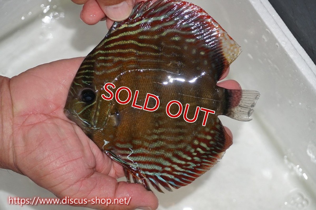 画像6: 【水槽整理のため完全在庫処分　激安50％OFFペア】【ワイルドディスカス】【通販】ラーゴクルムクリブライトブルー（♀金目）【個体ペア販売】15-16cm（生体）クルムクリ産 (6)