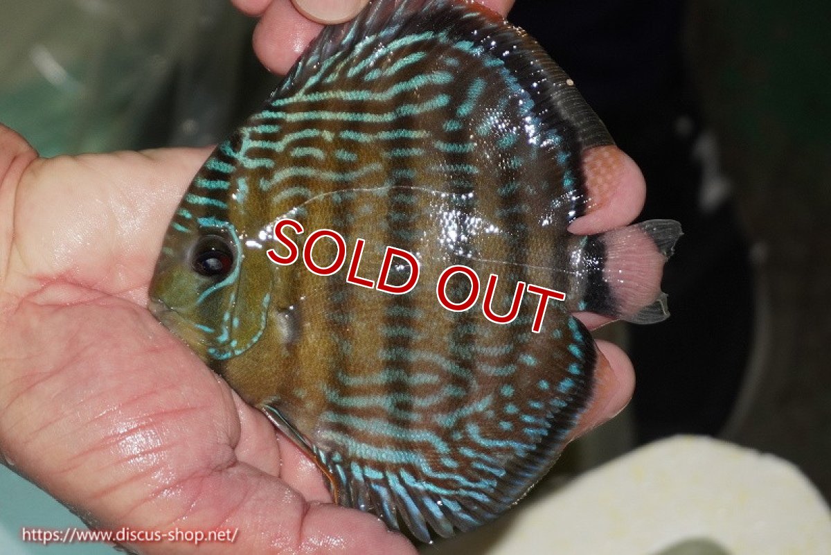 画像1: 【ワイルドディスカス】【通販】【３年ぶりの入荷】ラーゴクリペア ロイヤル【個体販売】12-13（生体）クリペア産 (1)