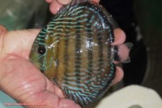 画像1: 【ワイルドディスカス】【通販】【３年ぶりの入荷】ラーゴクリペア ロイヤル【個体販売】12-13（生体）クリペア産 (1)