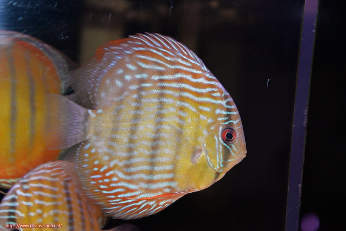 画像1: 【ワイルドディスカス】【通販】【３年ぶりの入荷】ラーゴクリペア ロイヤル【個体販売】12-13（生体）クリペア産 (1)