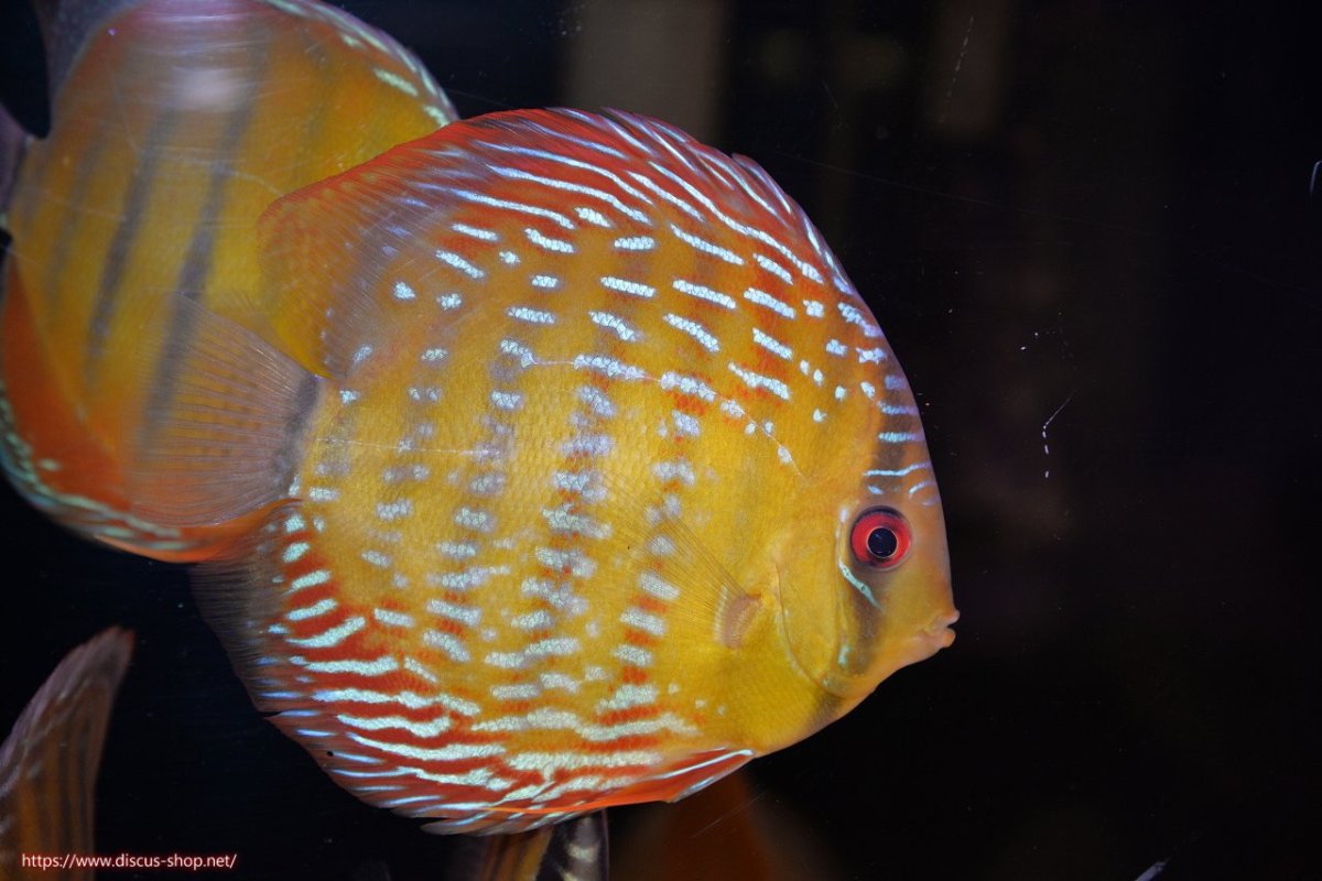 画像1: 【ワイルドディスカス】【通販】【３年ぶりの入荷】ラーゴクリペア ロイヤル【個体販売】12-13（生体）クリペア産 (1)