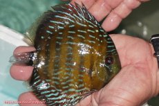 画像4: 【ワイルドディスカス】【通販】【３年ぶりの入荷】ラーゴクリペア ロイヤル【個体販売】12-13（生体）クリペア産 (4)