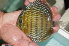 画像1: 【ワイルドディスカス】【通販】【３年ぶりの入荷】ラーゴクリペア ロイヤル【個体販売】12-13（生体）クリペア産 (1)