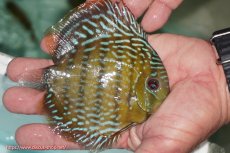 画像2: 【ワイルドディスカス】【通販】【３年ぶりの入荷】ラーゴクリペア ロイヤル【個体販売】12-13（生体）クリペア産 (2)