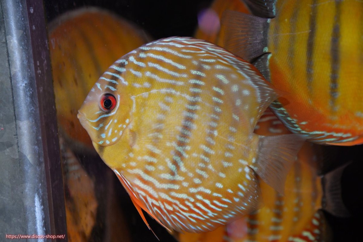 画像1: 【ワイルドディスカス】【通販】【３年ぶりの入荷】ラーゴクリペア ロイヤル【個体販売】12-13（生体）クリペア産 (1)