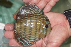 画像3: 【ワイルドディスカス】【通販】【３年ぶりの入荷】ラーゴクリペア ロイヤル【個体販売】12-13（生体）クリペア産 (3)