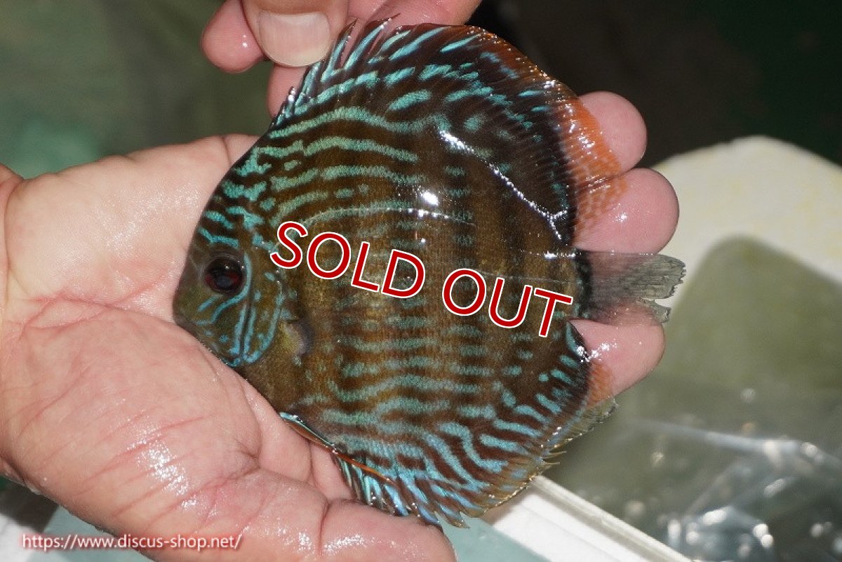 画像1: 【ワイルドディスカス】【通販】【３年ぶりの入荷】ラーゴクリペア ロイヤル【個体販売】12-13（生体）クリペア産 (1)