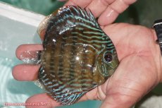 画像2: 【ワイルドディスカス】【通販】【３年ぶりの入荷】ラーゴクリペア ロイヤル【個体販売】12-13（生体）クリペア産 (2)