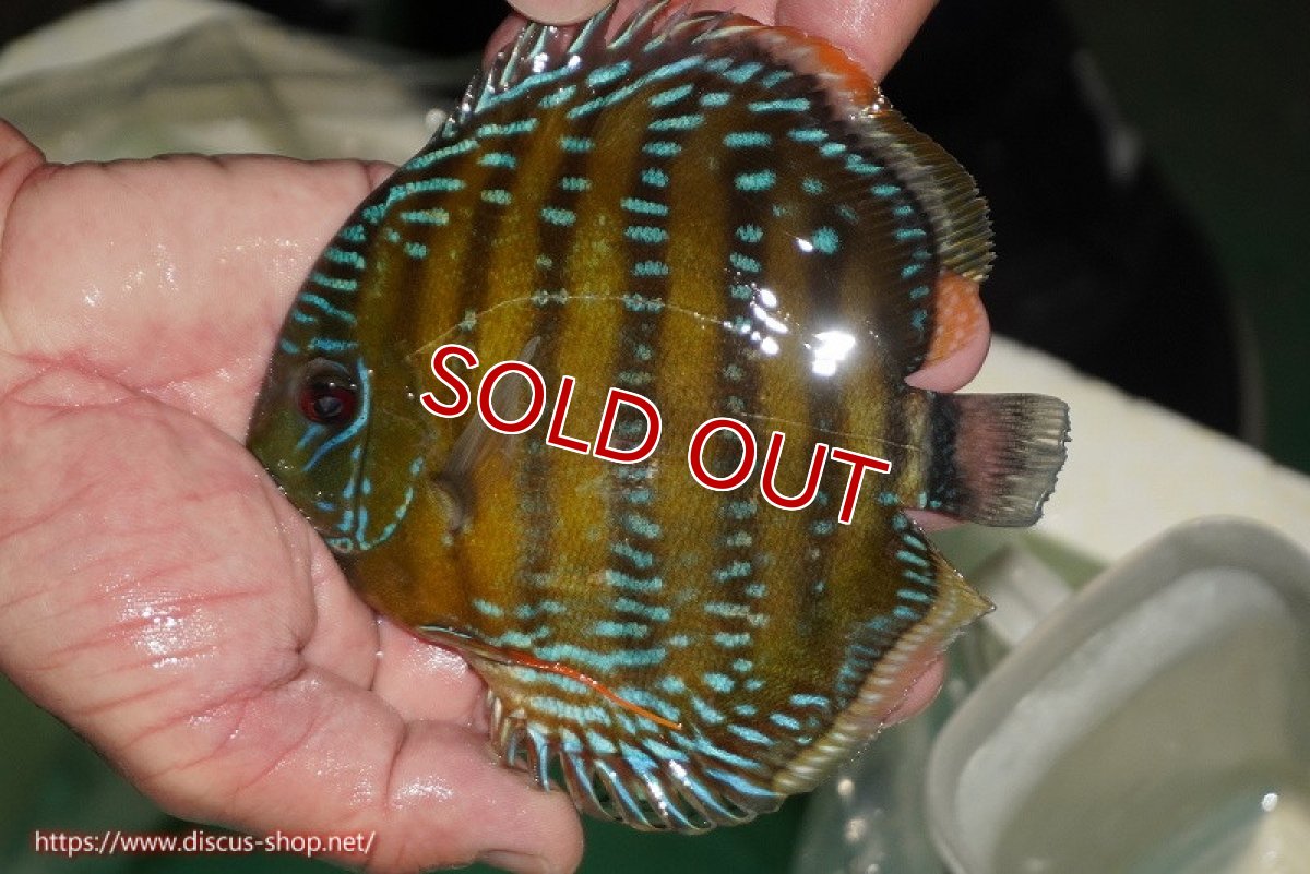 画像1: 【ワイルドディスカス】【通販】【３年ぶりの入荷】ラーゴクリペア スーパーレッド【個体販売】13-14cm（生体）クリペア産 (1)