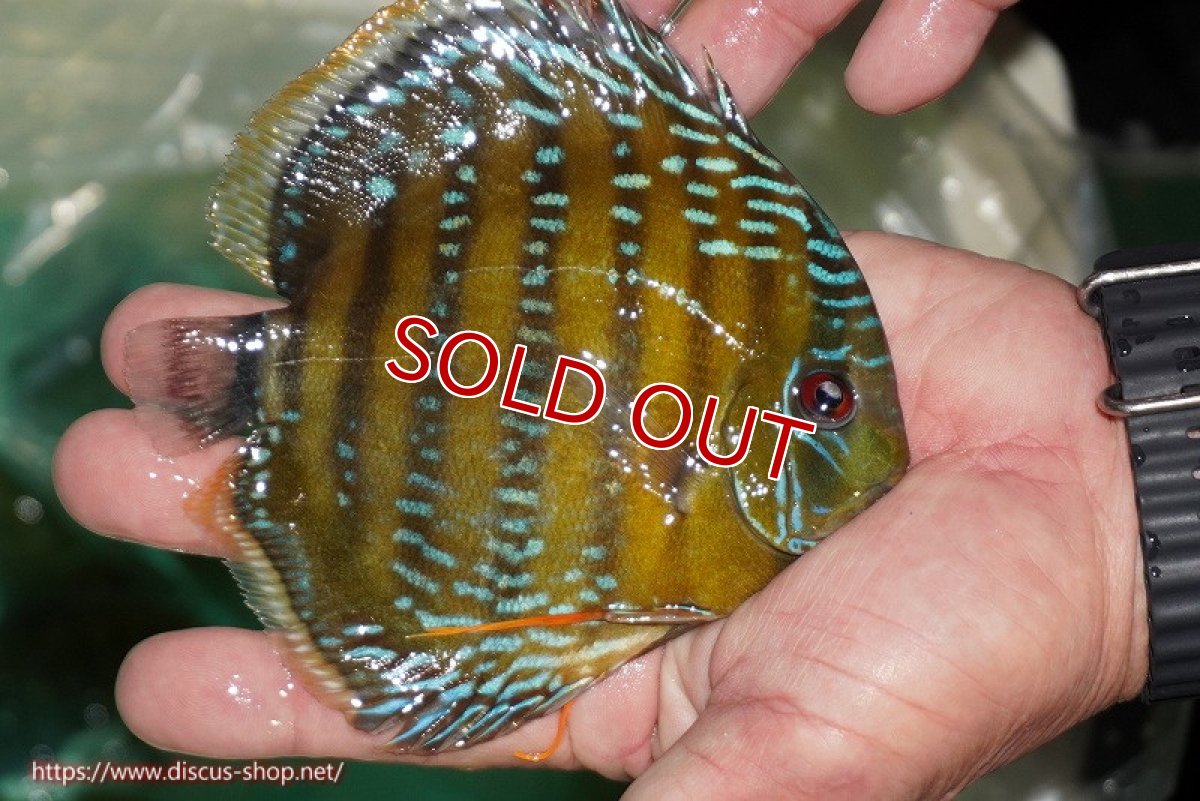 画像2: 【ワイルドディスカス】【通販】【３年ぶりの入荷】ラーゴクリペア スーパーレッド【個体販売】13-14cm（生体）クリペア産 (2)