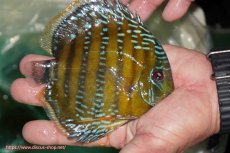 画像2: 【ワイルドディスカス】【通販】【３年ぶりの入荷】ラーゴクリペア スーパーレッド【個体販売】13-14cm（生体）クリペア産 (2)