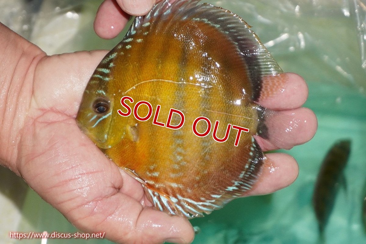 画像1: 【除夜の鐘48000円】【ワイルドディスカス】【通販】【３年ぶりの入荷】ラーゴクリペア スーパーレッド【個体販売】13-14cm（生体）クリペア産 (1)