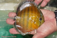 画像2: 【ワイルドディスカス】【通販】【３年ぶりの入荷】ラーゴクリペア スーパーレッド【個体販売】13-14cm（生体）クリペア産 (2)