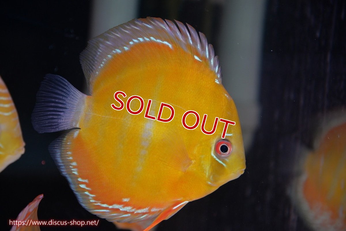 画像1: 【決算セール対象個体】【ワイルドディスカス】【通販】【３年ぶりの入荷】ラーゴクリペア スーパーレッド【個体販売】13-14cm（生体）クリペア産 (1)