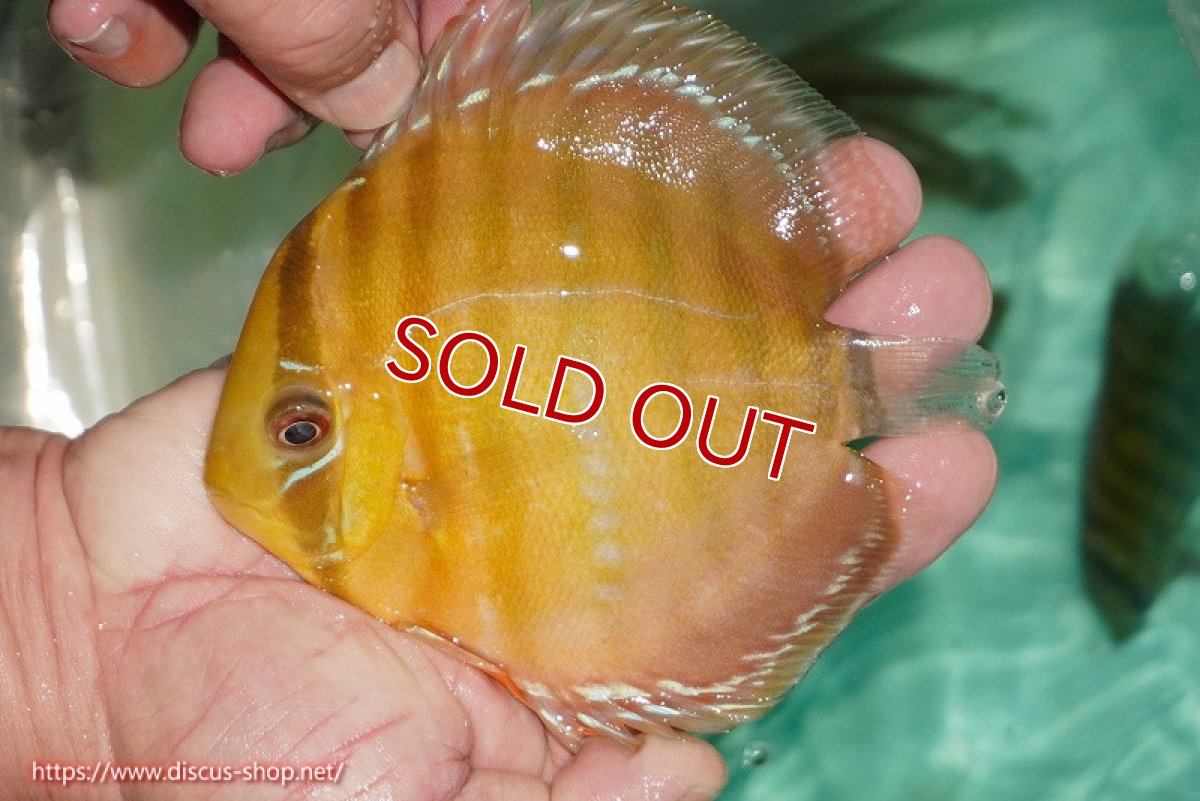 画像2: 【決算セール対象個体】【ワイルドディスカス】【通販】【３年ぶりの入荷】ラーゴクリペア スーパーレッド【個体販売】13-14cm（生体）クリペア産 (2)