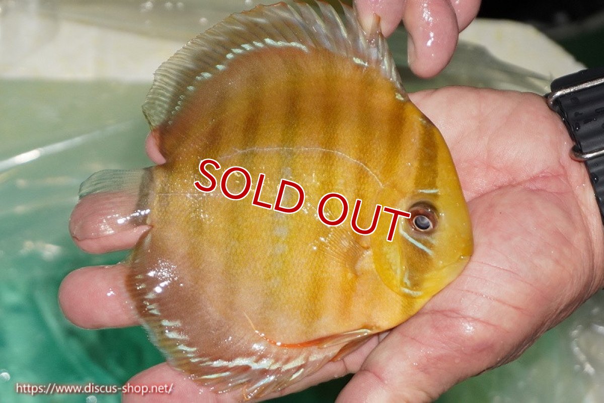 画像3: 【決算セール対象個体】【ワイルドディスカス】【通販】【３年ぶりの入荷】ラーゴクリペア スーパーレッド【個体販売】13-14cm（生体）クリペア産 (3)