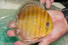 画像3: 【決算セール対象個体】【ワイルドディスカス】【通販】【３年ぶりの入荷】ラーゴクリペア スーパーレッド【個体販売】13-14cm（生体）クリペア産 (3)