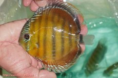 画像1: 【ワイルドディスカス】【通販】【３年ぶりの入荷】ラーゴクリペア スーパーレッド【個体販売】13-14cm（生体）クリペア産 (1)