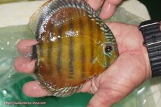 画像2: 【ワイルドディスカス】【通販】【３年ぶりの入荷】ラーゴクリペア スーパーレッド【個体販売】13-14cm（生体）クリペア産 (2)