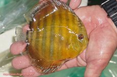 画像3: 【決算セール対象個体】【ワイルドディスカス】【通販】【３年ぶりの入荷】ラーゴクリペア スーパーレッド【個体販売】13-14cm（生体）クリペア産 (3)