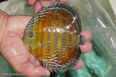 画像1: 【ワイルドディスカス】【通販】【３年ぶりの入荷】ラーゴクリペア スーパーレッド【個体販売】13-14cm（生体）クリペア産 (1)