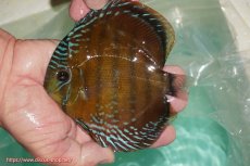 画像1: 【ワイルドディスカス】【通販】【３年ぶりの入荷】ラーゴクリペア スーパーレッド【個体販売】13-14cm（生体）クリペア産 (1)