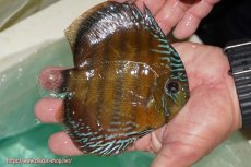 画像3: 【決算セール対象個体】【ワイルドディスカス】【通販】【３年ぶりの入荷】ラーゴクリペア スーパーレッド【個体販売】13-14cm（生体）クリペア産 (3)