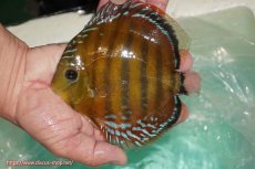 画像3: 【決算セール対象個体】【ワイルドディスカス】【通販】【３年ぶりの入荷】ラーゴクリペア スーパーレッド【個体販売】13-14cm（生体）クリペア産 (3)