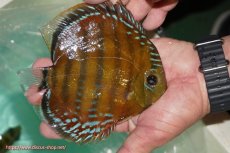 画像5: 【ワイルドディスカス】【通販】【３年ぶりの入荷】ラーゴクリペア スーパーレッド【個体販売】13-14cm（生体）クリペア産 (5)