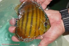 画像2: 【ワイルドディスカス】【通販】【３年ぶりの入荷】ラーゴクリペア スーパーレッド【個体販売】13-14cm（生体）クリペア産 (2)