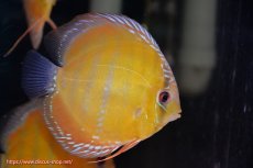 画像3: 【決算セール対象個体】【ワイルドディスカス】【通販】【３年ぶりの入荷】ラーゴクリペア スーパーレッド【個体販売】13-14cm（生体）クリペア産 (3)