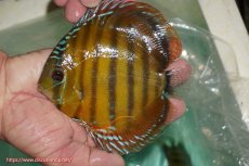 画像4: 【決算セール対象個体】【ワイルドディスカス】【通販】【３年ぶりの入荷】ラーゴクリペア スーパーレッド【個体販売】13-14cm（生体）クリペア産 (4)