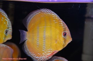 ペットバルーンEX | ワイルドディスカスネット通販専門店