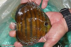 画像2: 【ワイルドディスカス】【通販】【３年ぶりの入荷】ラーゴクリペア スーパーレッド【個体販売】13-14cm（生体）クリペア産 (2)