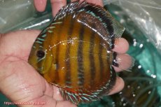 画像1: 【ワイルドディスカス】【通販】【３年ぶりの入荷】ラーゴクリペア スーパーレッド【個体販売】13-14cm（生体）クリペア産 (1)