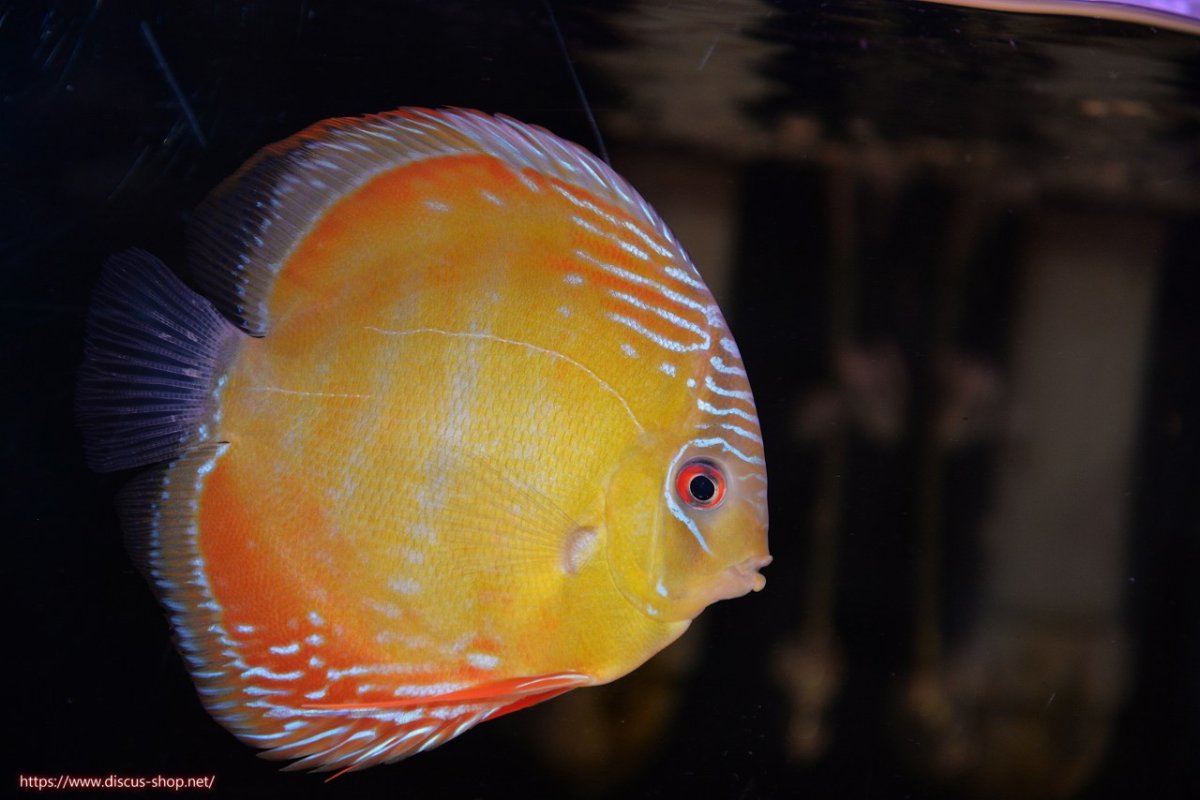 画像1: 【ワイルドディスカス】【通販】【３年ぶりの入荷】ラーゴクリペア スーパーレッド【個体販売】13-14cm（生体）クリペア産 (1)