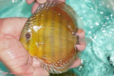 画像3: 【決算セール対象個体】【ワイルドディスカス】【通販】【３年ぶりの入荷】ラーゴクリペア スーパーレッド【個体販売】13-14cm（生体）クリペア産 (3)