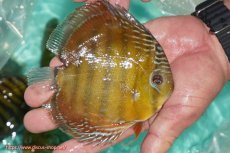 画像5: 【ワイルドディスカス】【通販】【３年ぶりの入荷】ラーゴクリペア スーパーレッド【個体販売】13-14cm（生体）クリペア産 (5)