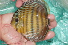 画像1: 【ワイルドディスカス】【通販】【３年ぶりの入荷】ラーゴクリペア スーパーレッド【個体販売】13-14cm（生体）クリペア産 (1)