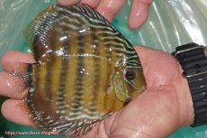 画像3: 【決算セール対象個体】【ワイルドディスカス】【通販】【３年ぶりの入荷】ラーゴクリペア スーパーレッド【個体販売】13-14cm（生体）クリペア産 (3)