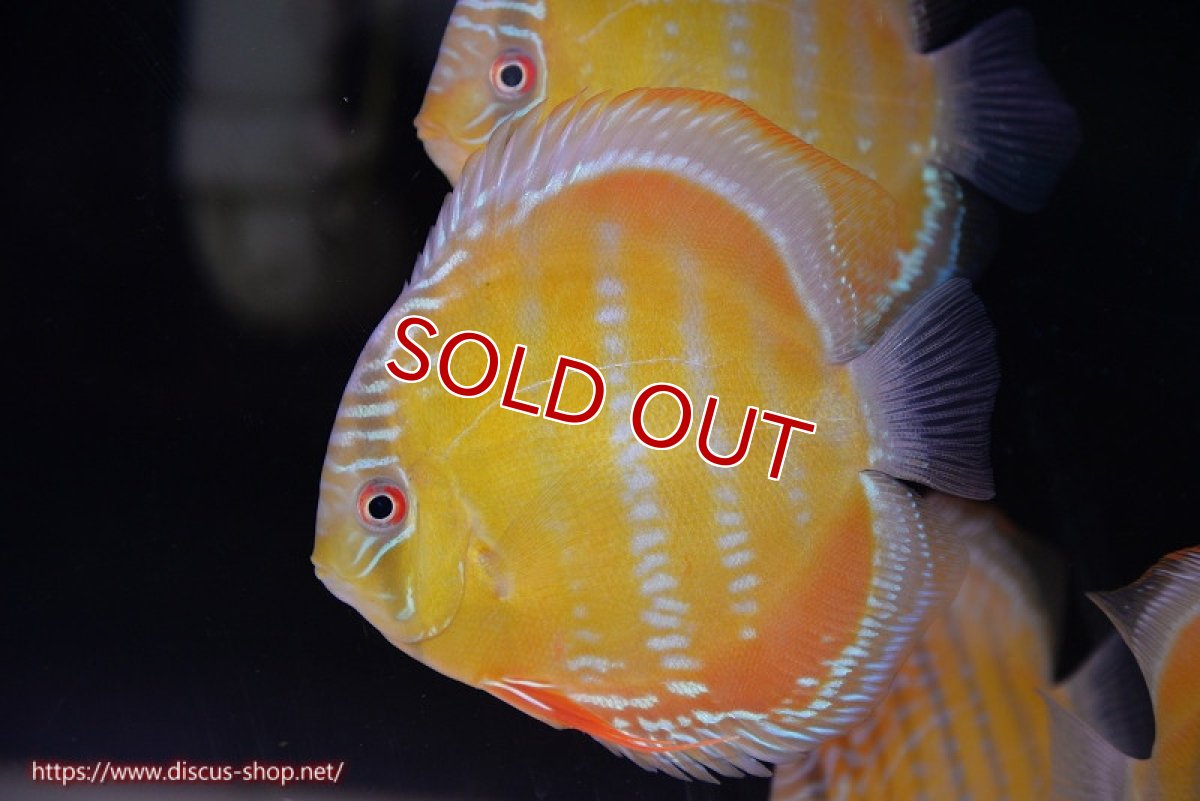 画像1: 【決算セール対象個体】【ワイルドディスカス】【通販】【３年ぶりの入荷】ラーゴクリペア スーパーレッド【個体販売】13-14cm（生体）クリペア産 (1)