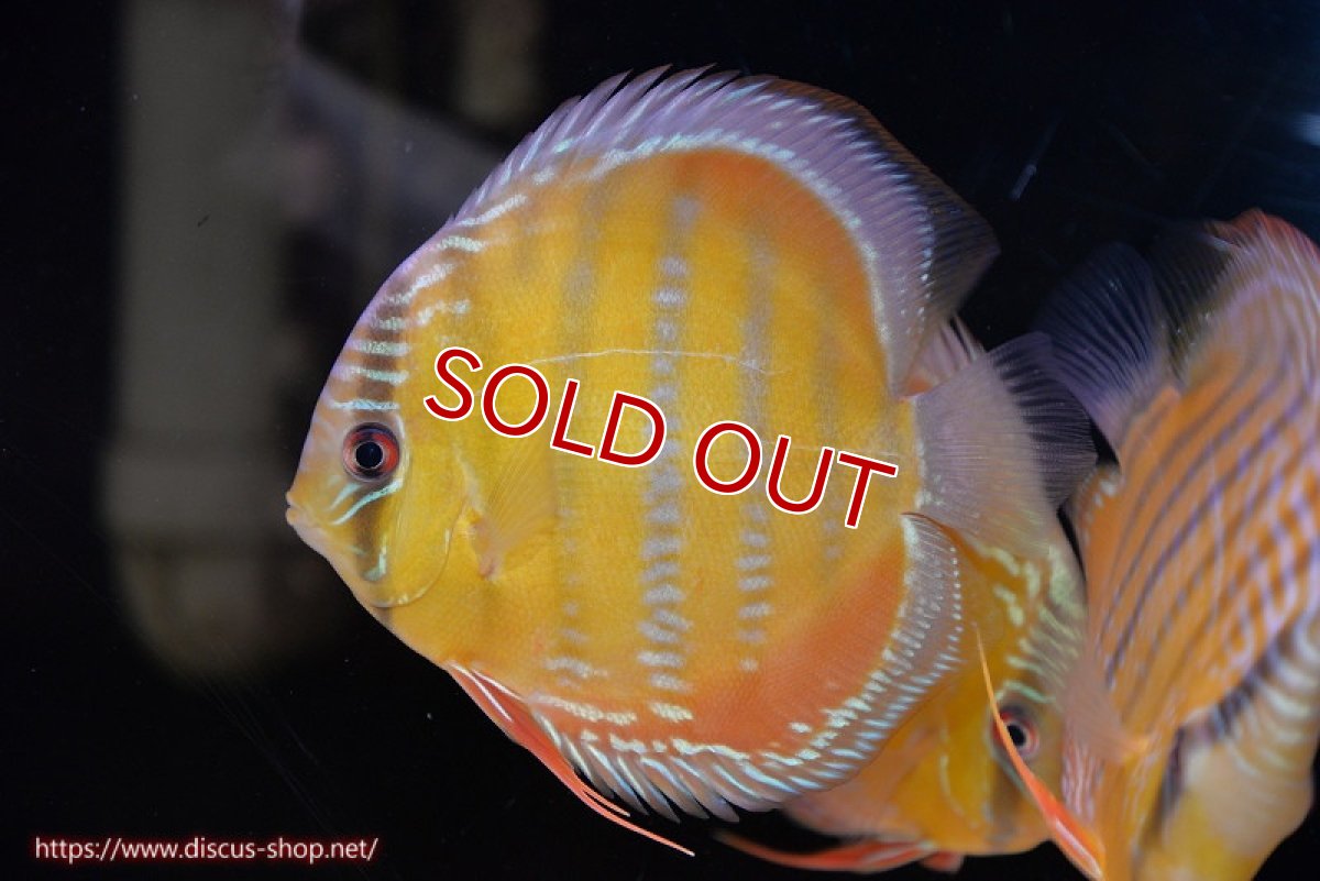 画像2: 【決算セール対象個体】【ワイルドディスカス】【通販】【３年ぶりの入荷】ラーゴクリペア スーパーレッド【個体販売】13-14cm（生体）クリペア産 (2)