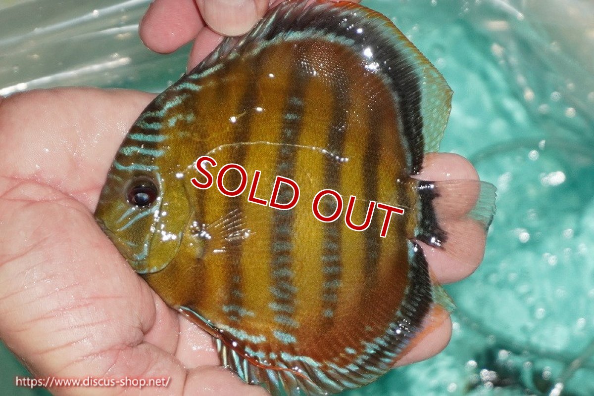 画像3: 【決算セール対象個体】【ワイルドディスカス】【通販】【３年ぶりの入荷】ラーゴクリペア スーパーレッド【個体販売】13-14cm（生体）クリペア産 (3)